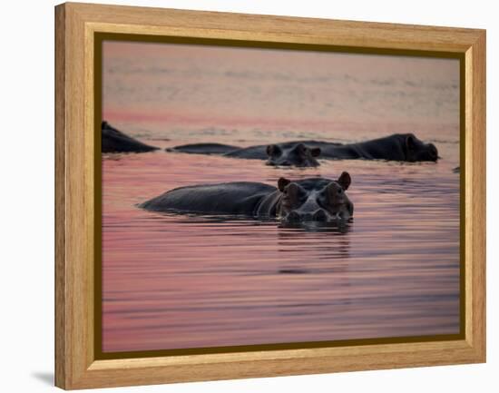 Africa, Zambia. Hippos in River at Sunset-Jaynes Gallery-Framed Premier Image Canvas