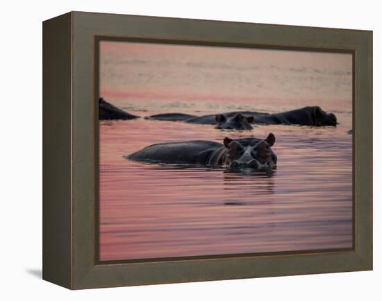 Africa, Zambia. Hippos in River at Sunset-Jaynes Gallery-Framed Premier Image Canvas