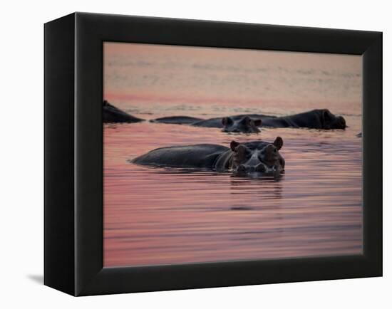 Africa, Zambia. Hippos in River at Sunset-Jaynes Gallery-Framed Premier Image Canvas