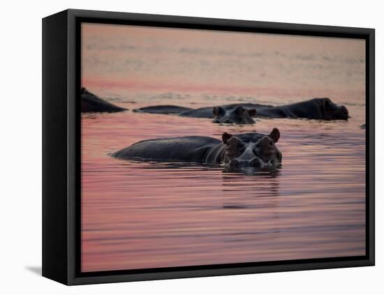 Africa, Zambia. Hippos in River at Sunset-Jaynes Gallery-Framed Premier Image Canvas