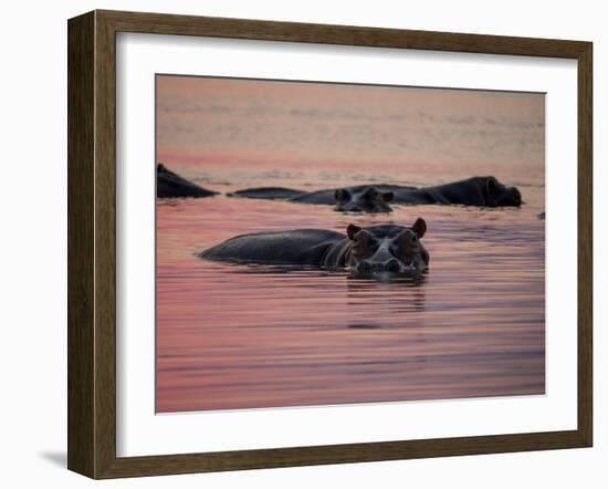 Africa, Zambia. Hippos in River at Sunset-Jaynes Gallery-Framed Photographic Print