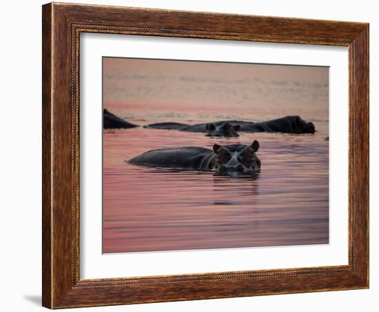 Africa, Zambia. Hippos in River at Sunset-Jaynes Gallery-Framed Photographic Print