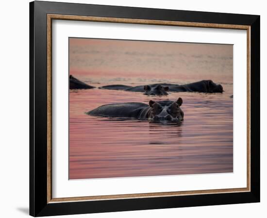 Africa, Zambia. Hippos in River at Sunset-Jaynes Gallery-Framed Photographic Print