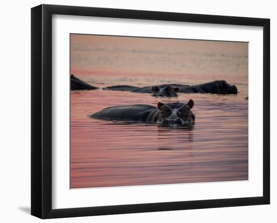 Africa, Zambia. Hippos in River at Sunset-Jaynes Gallery-Framed Photographic Print