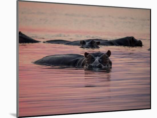Africa, Zambia. Hippos in River at Sunset-Jaynes Gallery-Mounted Photographic Print