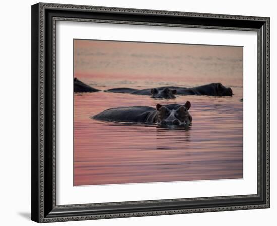 Africa, Zambia. Hippos in River at Sunset-Jaynes Gallery-Framed Photographic Print