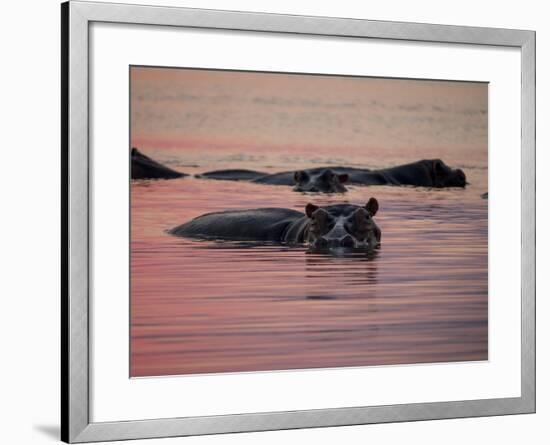 Africa, Zambia. Hippos in River at Sunset-Jaynes Gallery-Framed Photographic Print