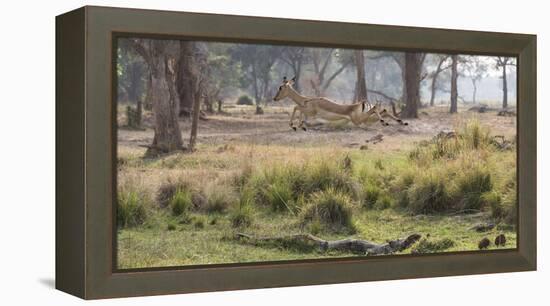 Africa, Zambia. Impala Leaping-Jaynes Gallery-Framed Premier Image Canvas