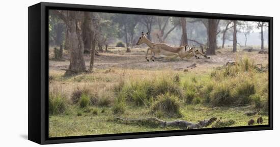 Africa, Zambia. Impala Leaping-Jaynes Gallery-Framed Premier Image Canvas