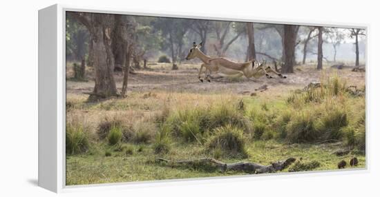 Africa, Zambia. Impala Leaping-Jaynes Gallery-Framed Premier Image Canvas