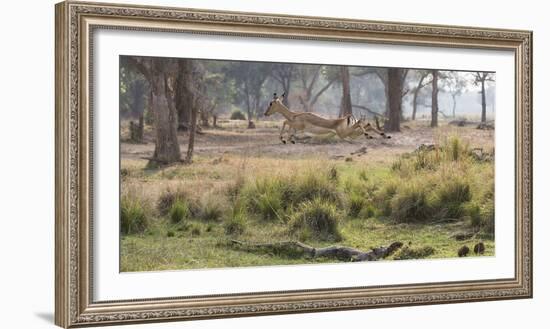 Africa, Zambia. Impala Leaping-Jaynes Gallery-Framed Photographic Print