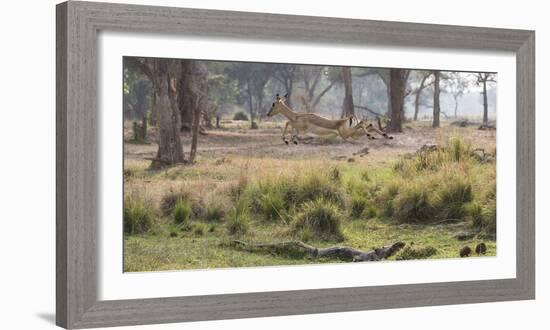 Africa, Zambia. Impala Leaping-Jaynes Gallery-Framed Photographic Print