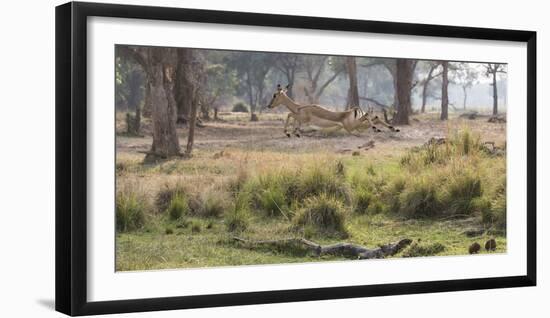 Africa, Zambia. Impala Leaping-Jaynes Gallery-Framed Photographic Print