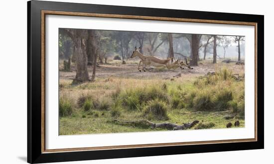 Africa, Zambia. Impala Leaping-Jaynes Gallery-Framed Photographic Print