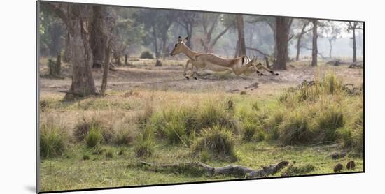 Africa, Zambia. Impala Leaping-Jaynes Gallery-Mounted Photographic Print