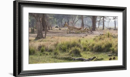 Africa, Zambia. Impala Leaping-Jaynes Gallery-Framed Photographic Print