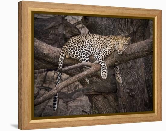 Africa, Zambia. Leopard in Tree-Jaynes Gallery-Framed Premier Image Canvas