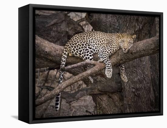 Africa, Zambia. Leopard in Tree-Jaynes Gallery-Framed Premier Image Canvas