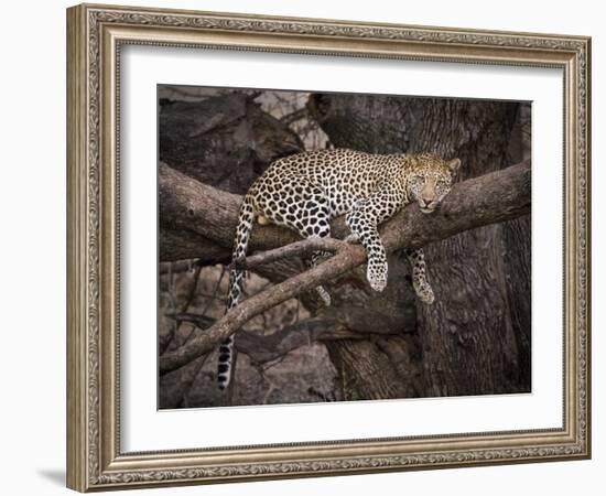 Africa, Zambia. Leopard in Tree-Jaynes Gallery-Framed Photographic Print