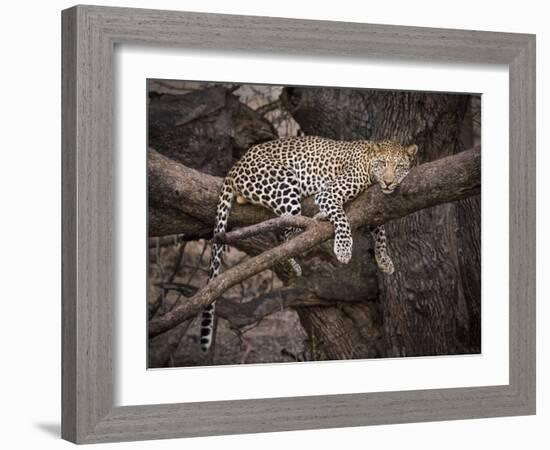 Africa, Zambia. Leopard in Tree-Jaynes Gallery-Framed Photographic Print