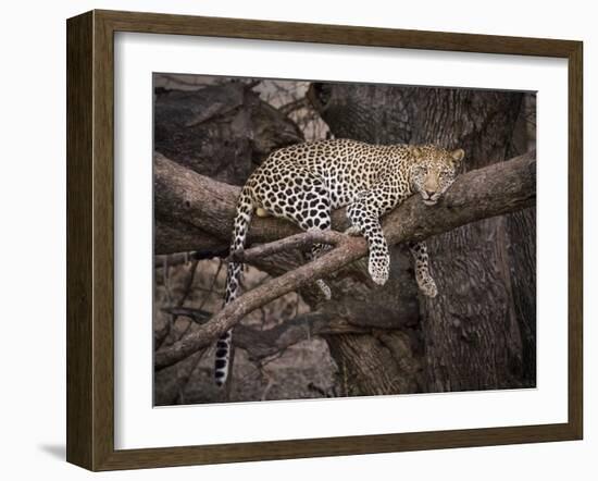 Africa, Zambia. Leopard in Tree-Jaynes Gallery-Framed Photographic Print