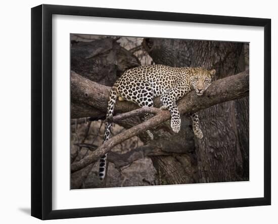 Africa, Zambia. Leopard in Tree-Jaynes Gallery-Framed Photographic Print