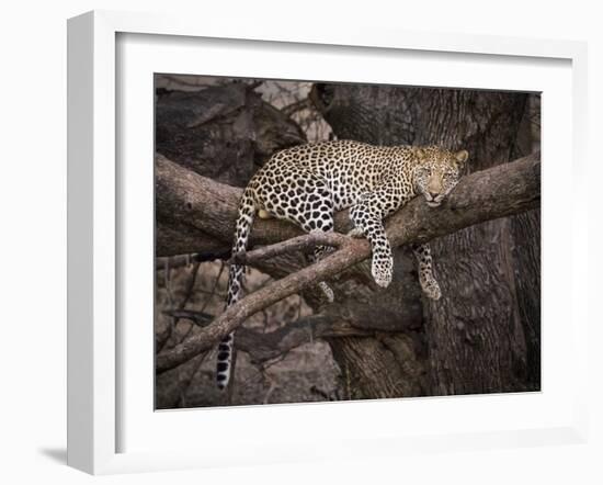 Africa, Zambia. Leopard in Tree-Jaynes Gallery-Framed Photographic Print