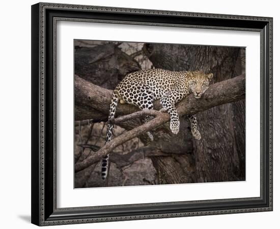 Africa, Zambia. Leopard in Tree-Jaynes Gallery-Framed Photographic Print