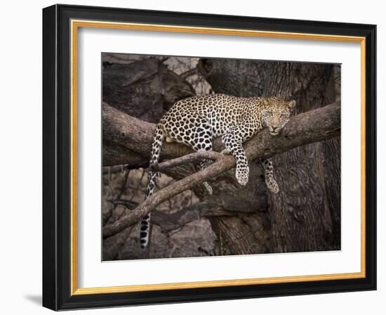 Africa, Zambia. Leopard in Tree-Jaynes Gallery-Framed Photographic Print