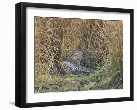 Africa, Zambia. Leopard Resting in Grass-Jaynes Gallery-Framed Photographic Print