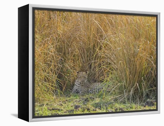Africa, Zambia. Leopard Resting in Grass-Jaynes Gallery-Framed Premier Image Canvas