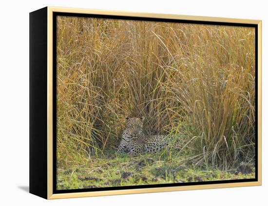 Africa, Zambia. Leopard Resting in Grass-Jaynes Gallery-Framed Premier Image Canvas