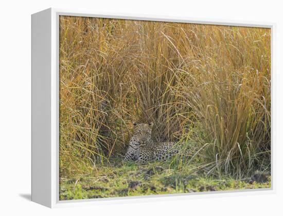 Africa, Zambia. Leopard Resting in Grass-Jaynes Gallery-Framed Premier Image Canvas