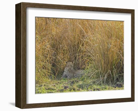 Africa, Zambia. Leopard Resting in Grass-Jaynes Gallery-Framed Photographic Print