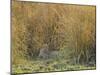 Africa, Zambia. Leopard Resting in Grass-Jaynes Gallery-Mounted Photographic Print