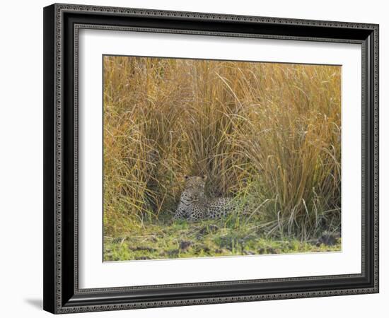 Africa, Zambia. Leopard Resting in Grass-Jaynes Gallery-Framed Photographic Print