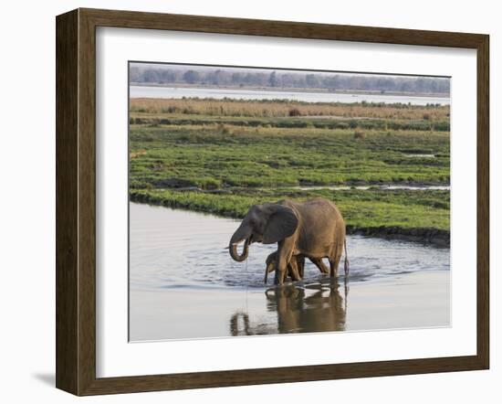Africa, Zambia. Mother and Young in River-Jaynes Gallery-Framed Photographic Print