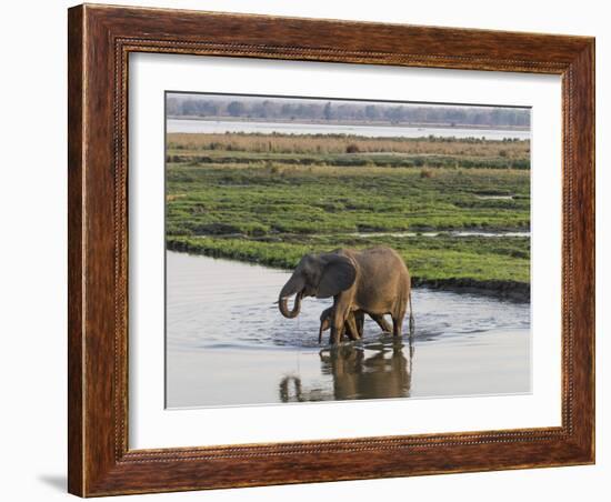 Africa, Zambia. Mother and Young in River-Jaynes Gallery-Framed Photographic Print