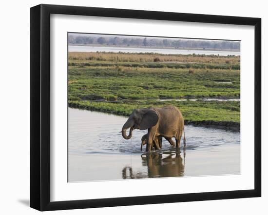 Africa, Zambia. Mother and Young in River-Jaynes Gallery-Framed Photographic Print