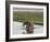 Africa, Zambia. Mother and Young in River-Jaynes Gallery-Framed Photographic Print