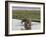 Africa, Zambia. Mother and Young in River-Jaynes Gallery-Framed Photographic Print