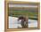 Africa, Zambia. Mother and Young in River-Jaynes Gallery-Framed Premier Image Canvas