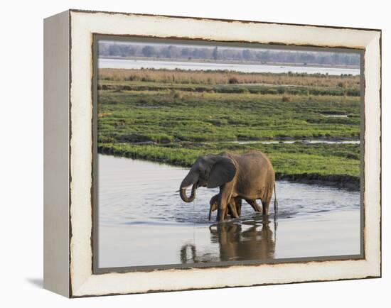 Africa, Zambia. Mother and Young in River-Jaynes Gallery-Framed Premier Image Canvas