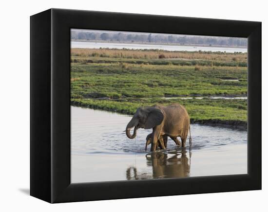 Africa, Zambia. Mother and Young in River-Jaynes Gallery-Framed Premier Image Canvas