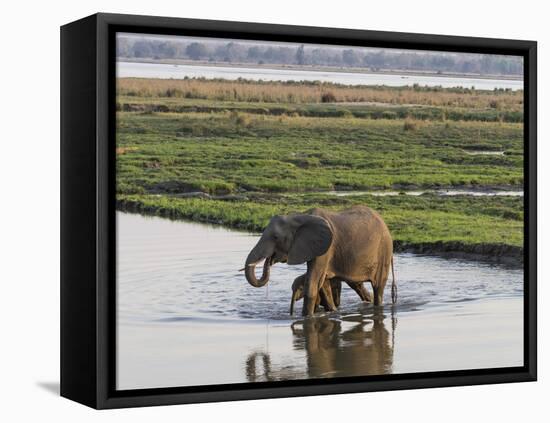 Africa, Zambia. Mother and Young in River-Jaynes Gallery-Framed Premier Image Canvas