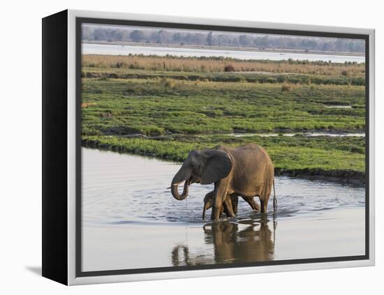 Africa, Zambia. Mother and Young in River-Jaynes Gallery-Framed Premier Image Canvas