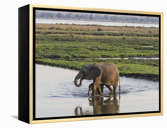 Africa, Zambia. Mother and Young in River-Jaynes Gallery-Framed Premier Image Canvas