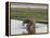 Africa, Zambia. Mother and Young in River-Jaynes Gallery-Framed Premier Image Canvas