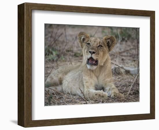 Africa, Zambia. Portrait of Lion Cub-Jaynes Gallery-Framed Photographic Print