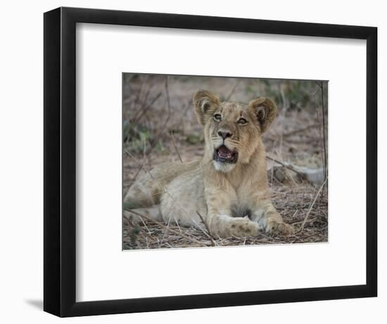 Africa, Zambia. Portrait of Lion Cub-Jaynes Gallery-Framed Photographic Print